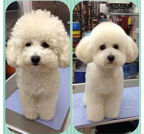 Dog Grooming Styles, Dog Grooming Salons, Poodle Grooming, Pet Grooming ...