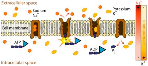 Carrier Protein - Definition, Function and Examples | Biology Dictionary