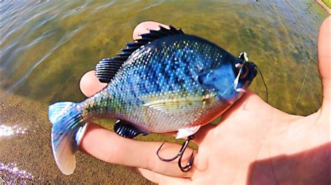 BLUEGILL SWIMBAIT gets DESTROYED BY POND MONSTER!!! (EPIC) – Bass ...