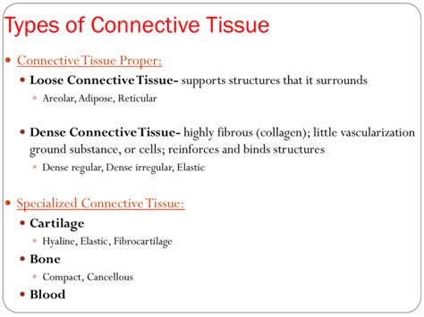 Types of Connective Tissue