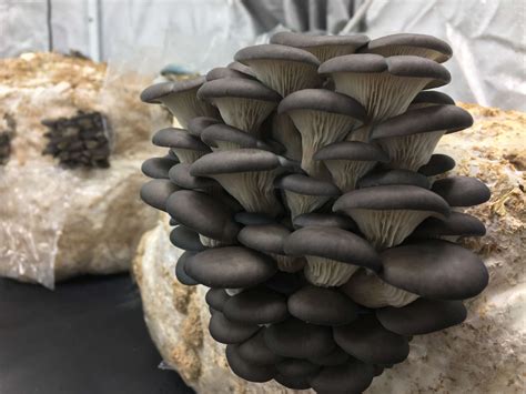 Oyster Mushroom 3 Lbs. Case - Real Fungi - the best quality wild mushrooms, herbs, medicinals ...