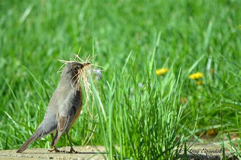 American Robin Migration News