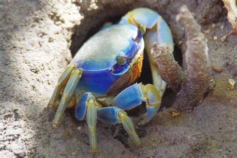 I startled this blue land crab but got this shot before it scuttled into its burrow : r/pics