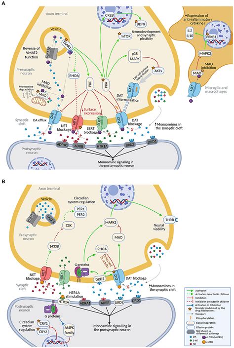 Frontiers | In silico clinical trial evaluating lisdexamfetamine’s and methylphenidate’s ...