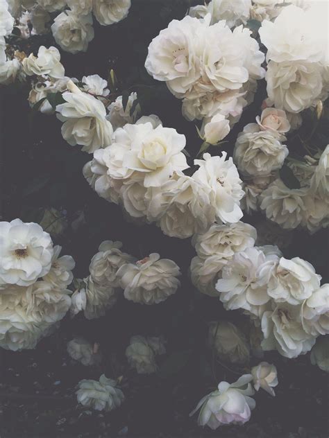 White Aesthetic Laptop Wallpapers Flowers