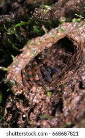 Trapdoor Spider Habitat Stock Photo 668687821 | Shutterstock