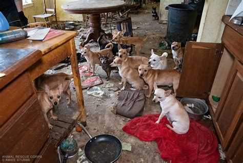 Animal Rescue Corps saves nearly 50 small dogs from abandoned home in ...