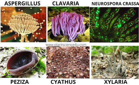 Fungi and its common names