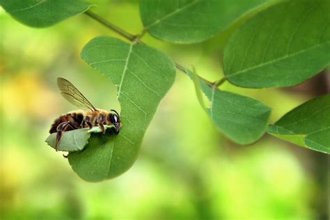 Why You Should Attract Leafcutter Bees to Your Garden