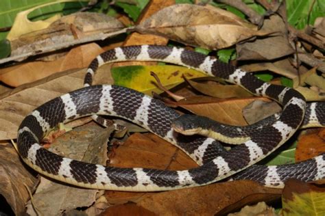 Deadly new snake named after mythical Chinese goddess of healing