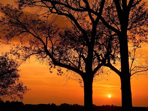 Sunset Trees Wallpapers - 4k, HD Sunset Trees Backgrounds on WallpaperBat