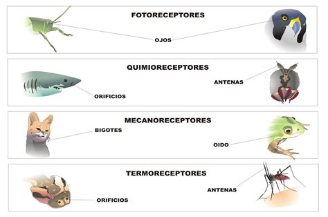 Ejemplos De Estimulos Y Respuestas En Plantas - Colección de Ejemplo