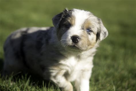 Late March 2016: Dixon's First Mini Aussie Puppies — Breezemore