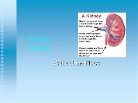 PPT - Urinary System PowerPoint Presentation, free download - ID:2999836