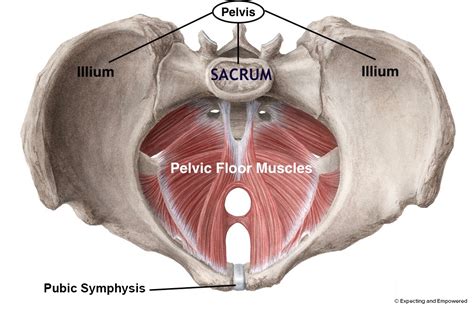 Pubic Symphysis Pain in Pregnancy — Expecting and Empowered