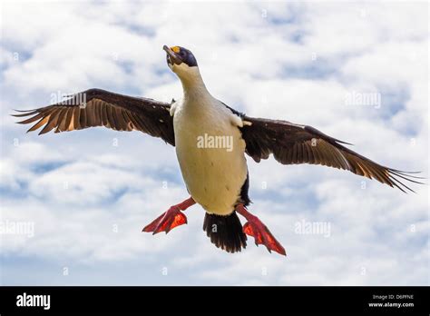 Shag bird hi-res stock photography and images - Alamy