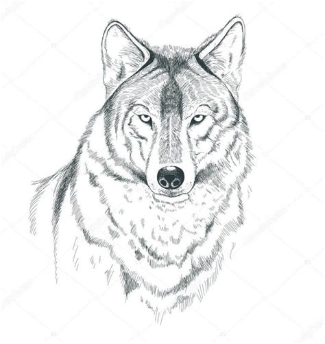 Dibujos de Lobos a Lápiz | Realistas | Bonitos para Imprimir