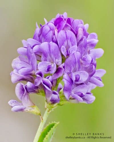 Prairie Wildflowers: Alfalfa Flowers by the Roadside