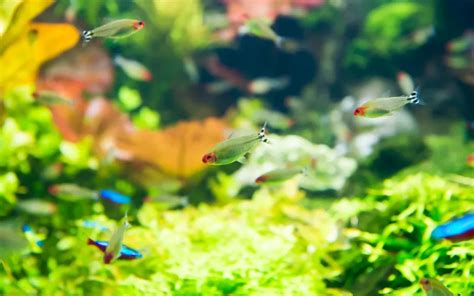 25 Rummy Nose Tetra Tank Mates - AquariumNexus