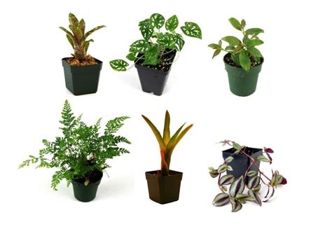 10 Gallon Tropical Vivarium Plant Kit (6 Plants) | Josh's Frogs ...