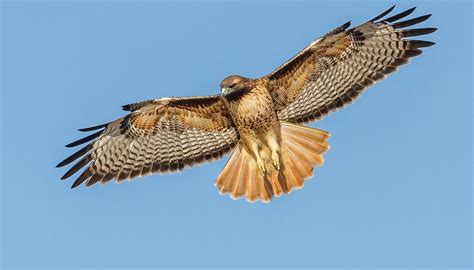 Adaptations of the Red-Tailed Hawk | Sciencing