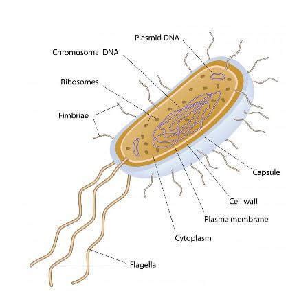 Introduction to Chrysophytes NEET Notes | EduRev