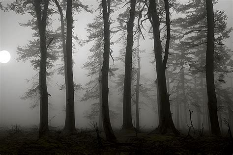 Mysterious Fog in the Creepy Forest Graphic by eifelArt Studio ...