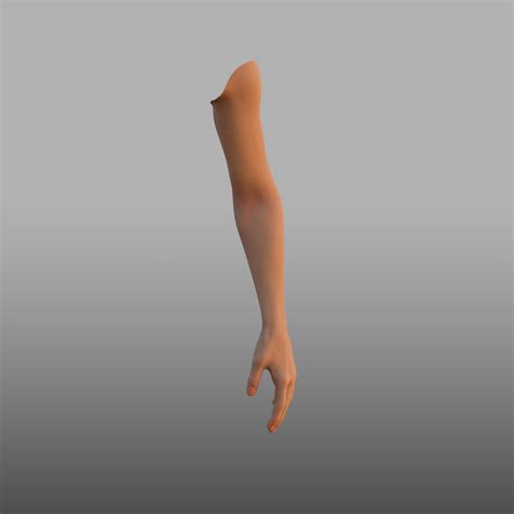 3D hand anatomy model - TurboSquid 1585782