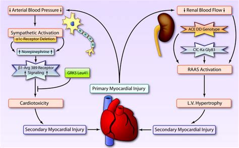 [DIAGRAM] Pulmonary Edema Diagram - MYDIAGRAM.ONLINE