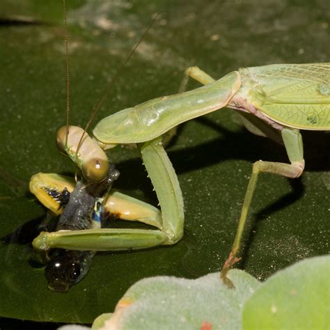 Praying Mantis Eating Flowers | Best Flower Site