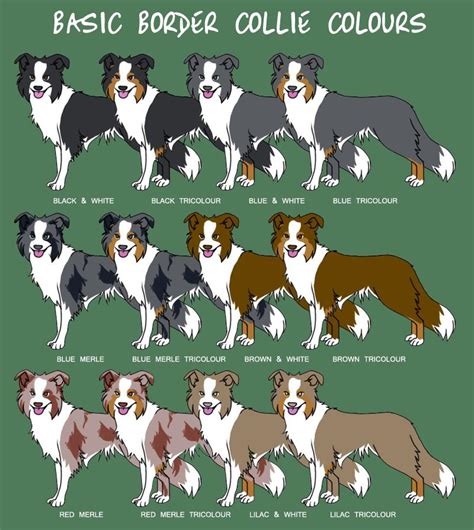 Border Collie Color Chart