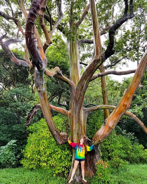 Rainbow Eucalyptus in Kauai, Hawaii | Add to Bucketlist , Vacation Deals