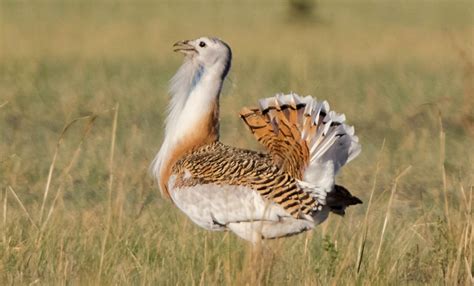 What are bustards? – Eurasian Bustard Alliance