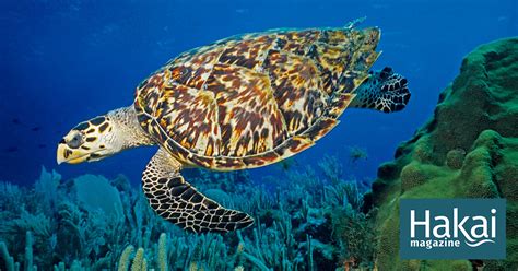 Hawksbill Turtles Paid a High Price for Beauty | Hakai Magazine