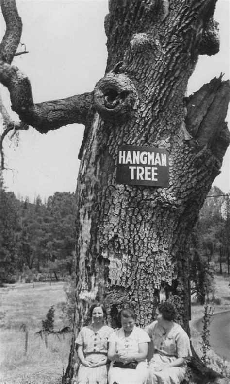 Hangman's Tree — Jared Farmer | California history, Google images, Tree