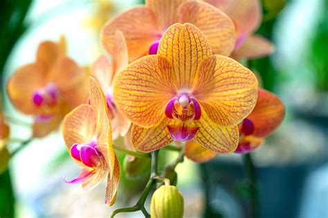 Phalaenopsis- Moth Orchids