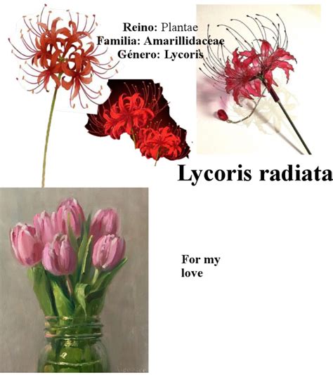 Lycoris radiata | PDF