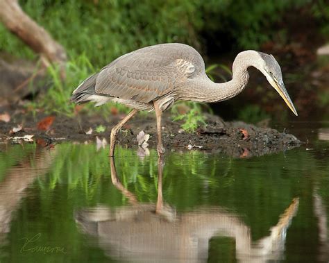 Heron Fishing Photograph by Tom Cameron | Fine Art America