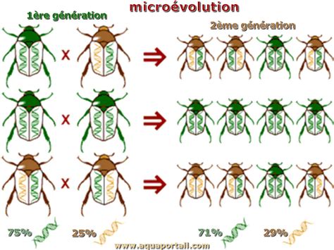 Microévolution : définition et explications – AquaPortail