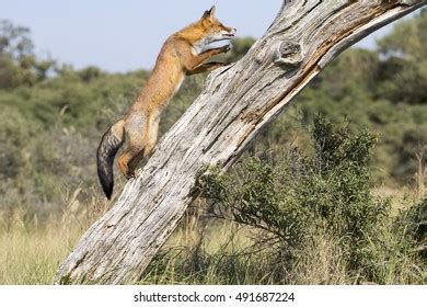 Red Fox Climbing Tree Stock Photo 491687224 | Shutterstock