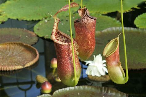 Pitcher Plant Flower