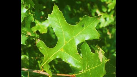 What Oak Trees and Leaves Look Like in Nature - YouTube