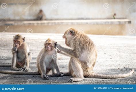 The Behavior of Monkeys Every Day Varies. Stock Photo - Image of ...