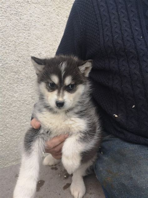 Two husky/samoyed puppies for sale | in Armagh, County Armagh | Gumtree