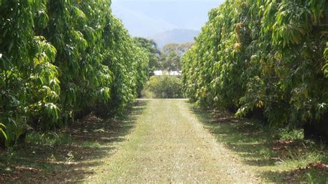 Jayfresh Australia’s Bowen mango farms up for sale | The Courier-Mail