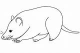 Opossum Coloring Pages  Free Printable For Kids sketch template