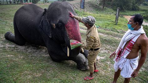 Assam's Pobitora Wildlife Sanctuary reopens for tourists after monsoon ...