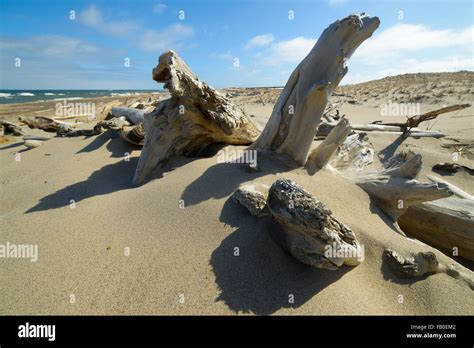 Nature and wildlife of the northern part of Sakhalin Island, Russia ...