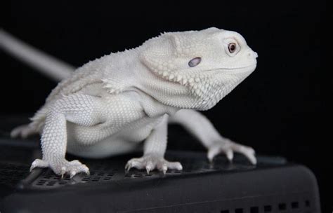 Why You Need an Albino (White) Bearded Dragon - Petaddon