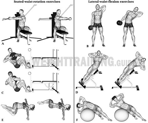 Seated-waist-rotation and lateral-waist-flexion exercises | Muscle Activation